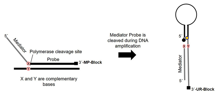 MP PCR Abb5c