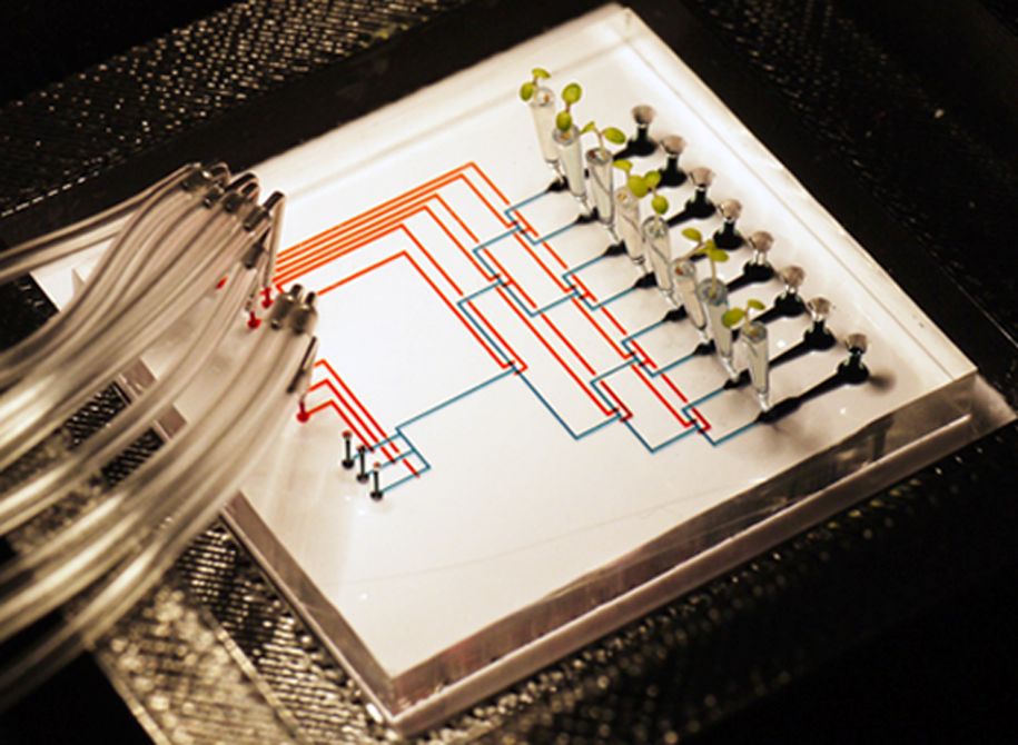 Mikrofluidik-Plattform Arabidopsis